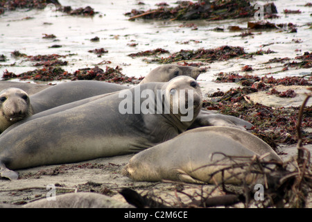 Le guarnizioni di tenuta di elefante ANO NUEVO RISERVA DI STATO USA 10 Dicembre 2010 Foto Stock