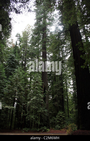 Sequoie giganti AVENUE DEI GIGANTI HUMBOLDT REDWOODS STATE PARK USA 10 Dicembre 2010 Foto Stock