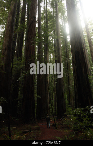 Sequoie giganti AVENUE DEI GIGANTI HUMBOLDT REDWOODS STATE PARK USA 10 Dicembre 2010 Foto Stock