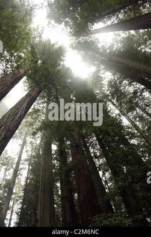 Sequoie giganti AVENUE DEI GIGANTI HUMBOLDT REDWOODS STATE PARK USA 10 Dicembre 2010 Foto Stock