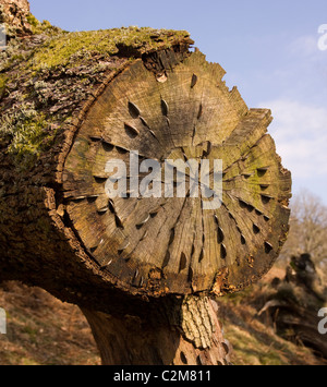 Monete martellato nel morto un tronco di albero passando gli scuotipaglia per buona fortuna, Cumbria, Regno Unito Foto Stock