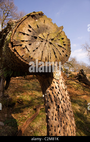 Monete martellato nel morto un tronco di albero passando gli scuotipaglia per buona fortuna, Cumbria, Regno Unito Foto Stock