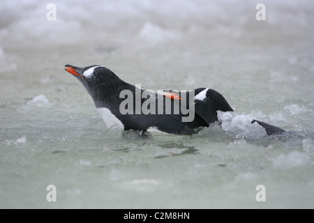 [Gentoo Penguin] [Pygoscelis papua] attaccare un altro mentre la balneazione in ghiaccio piscina slush[ Petermann Island], Antartide Foto Stock