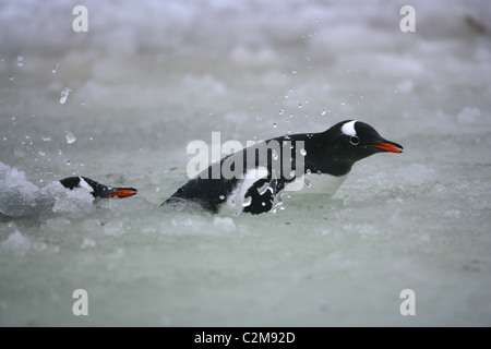 Due [pinguini Gentoo] [Pygoscelis papua] la balneazione in ghiaccio piscina slush[ Petermann Island], [West Graham Land] Antartide Foto Stock