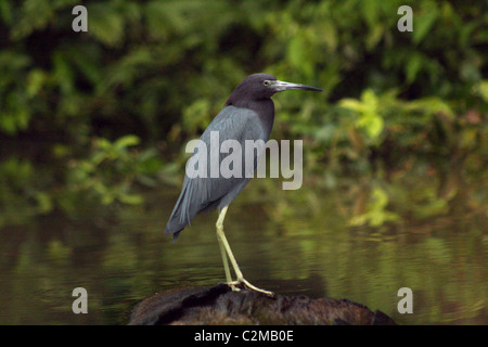Piccolo AIRONE CENERINO PARCO NAZIONALE DI TORTUGUERO COSTA RICA 08 Febbraio 2011 Foto Stock