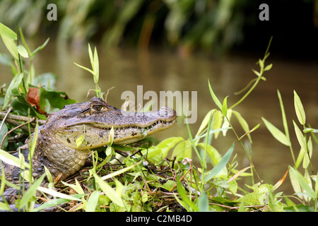 Caimano PARCO NAZIONALE DI TORTUGUERO COSTA RICA 08 Febbraio 2011 Foto Stock