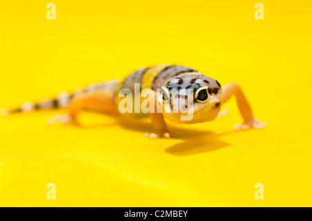 Baby Leopard gechi su giallo Foto Stock