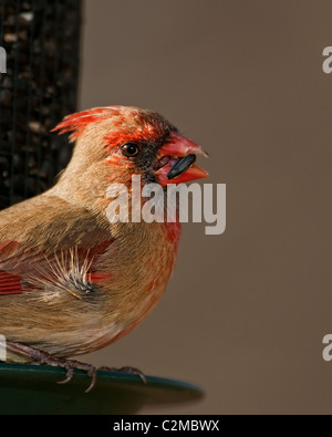 Femmina Cardinale Norther mangiando un seme dall'alimentatore Foto Stock