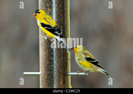 Cardellino maschio in muta di primavera a colori estivi Foto Stock