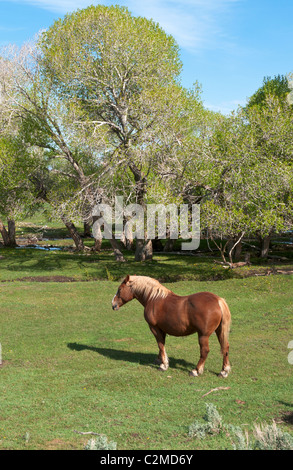 Nevada, Lamoille Valley, progetto di cavallo in pascolo Foto Stock