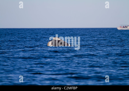 I turisti in un whale-watching barca vedere la balena franca australe superficie, Golfo Nuevo, Argentina Foto Stock