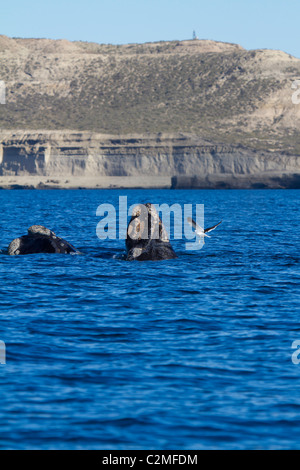 Balena Franca Australe e vitello in superficie in prossimità del litorale, Golfo Nuevo, Argentina Foto Stock