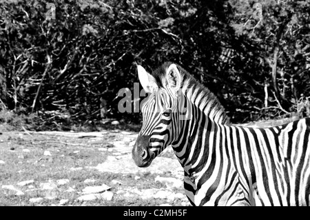 Damaraland Zebra (Equus burchelli antiquorum) Foto Stock