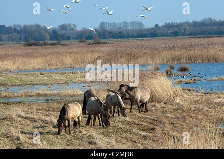 Konik Tarpan cavalli selvatici selvatici libera Kent England Foto Stock