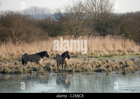 Konik Tarpan cavalli selvatici selvatici libera Kent England Foto Stock