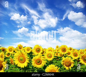 Campo di girasole su nuvoloso cielo blu Foto Stock