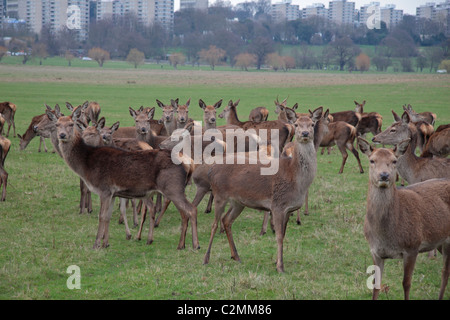 Diversi femmina (roe) Red Deer in posa per il fotografo in Richmond Park, SURREY REGNO UNITO. Foto Stock