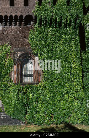 Castello Sforzesco di Milano, Italia - dettaglio della costruzione di coperta di edera. Foto Stock