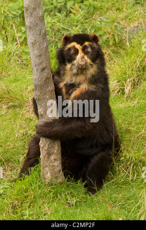 Grande maschio orso andino sparare nel selvaggio nelle Ande ecuadoriane Mountain Foto Stock