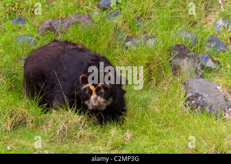 Grande maschio orso andino sparare nel selvaggio nelle Ande ecuadoriane Mountain Foto Stock