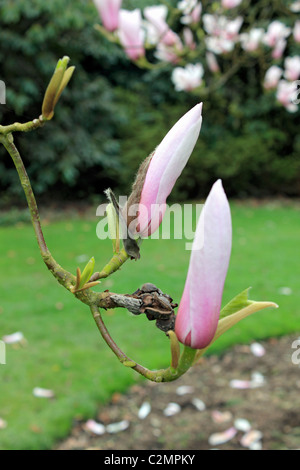 Rosa pallido e bianco fiori di magnolia sulla molla alberi fioriti, Sussex England Regno Unito. Foto Stock