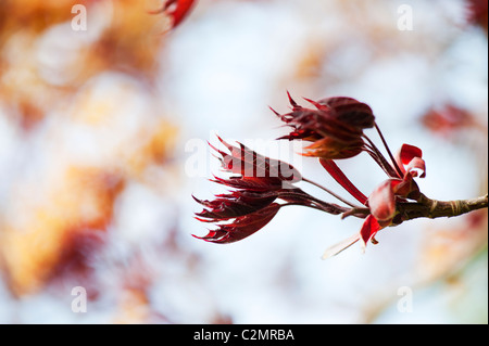 Acer platanoides 'Goldsworth viola'. Norvegia acero nuove foglie in primavera. Regno Unito Foto Stock