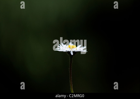 Bellis perennis. Fiore a margherita illuminato contro uno sfondo verde scuro
