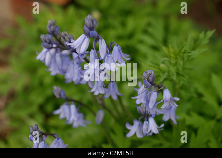 Spanish bluebells in fiore in primavera, Regno Unito Foto Stock