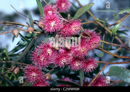 Rosso-Mallee fiorito- erythronema eucalipto - Famiglia Myrtaceae Foto Stock