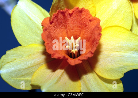 Close-up di Daffodil fiore che mostra i dettagli di antere e lo stigma- genere Narciso Foto Stock