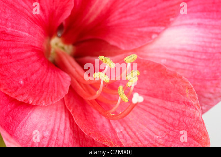 Royal red amaryllis, macro Foto Stock