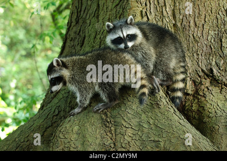 Due giovani procioni settentrionale (Procione lotor) in una struttura ad albero, Stanley Park, Vancouver, Canada Foto Stock