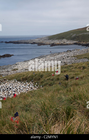 La massiccia colonia di allevamento di nero-browed albatri su Steeple Jason Isola, West Falkland Foto Stock