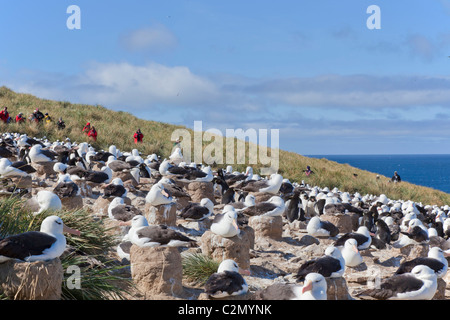 La massiccia colonia di allevamento di nero-browed albatri su Steeple Jason Isola, West Falkland Foto Stock