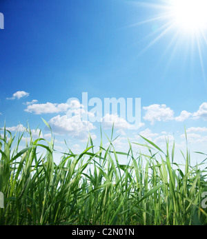 Erba verde e il cielo sereno Foto Stock