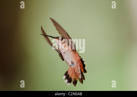 Rufous Hummingbird (Selasphorus rufus) battenti Foto Stock