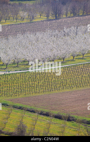 Vigneti nel Luberon durante il tempo primaverile Foto Stock