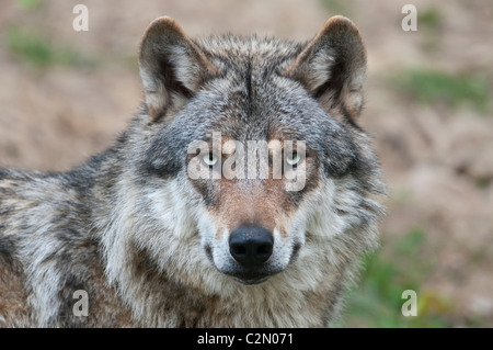 Europäischer Wolf ,Canis lupus, Europeo lupo grigio Foto Stock