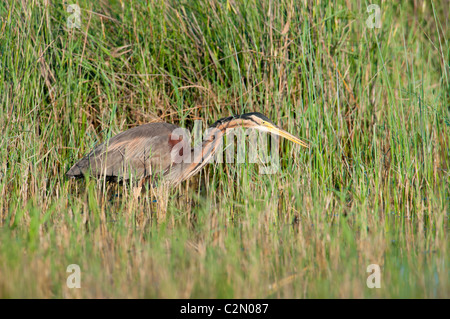 Unione Purpurreiher, Ardea purpurea, airone rosso Foto Stock