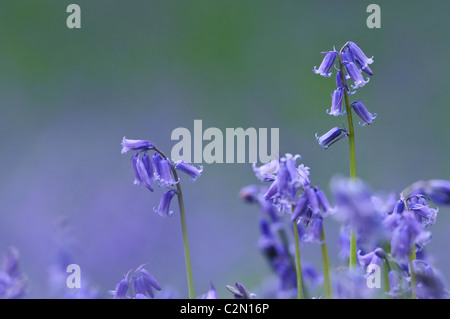 Bluebells in primavera, Hertfordshire, Inghilterra Foto Stock