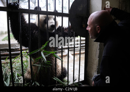 Il Reporter Simon Parry si avvicina a Yangguang in Bifengxia Panda Base, Yaan, Sichuan, in Cina. 05-Apr-2011 Foto Stock