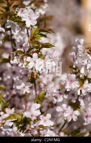 Alberi da frutto fiorirà nel 'Sweet Retreat' mostra giardino a Cardiff RHS Flower Show 2011, Wales, Regno Unito Foto Stock
