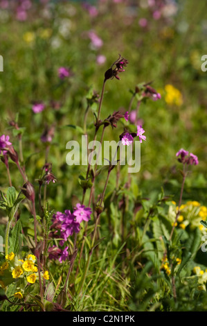 Red Campion crescente nel "Sull orlo' mostrano giardino a Cardiff RHS Flower Show 2011, Wales, Regno Unito Foto Stock