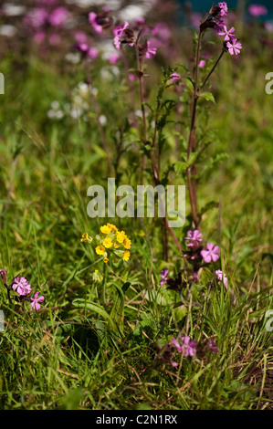 Cowslips e Red Campion crescente nel "Sull orlo' mostrano giardino a Cardiff RHS Flower Show 2011, Wales, Regno Unito Foto Stock