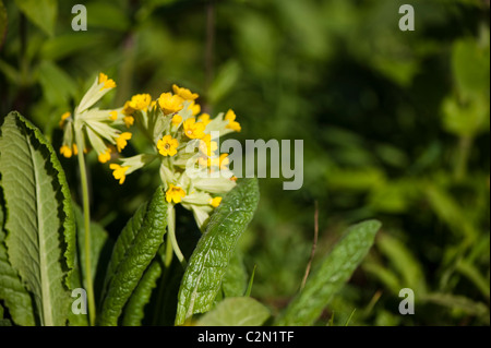 Cowslips crescente nel "Sull orlo' mostrano giardino a Cardiff RHS Flower Show 2011, Wales, Regno Unito Foto Stock