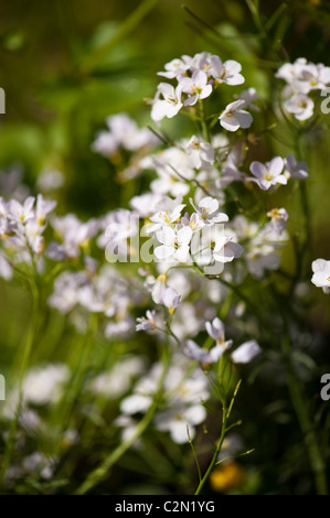 Cuckcooflowers crescente nel "Sull orlo' mostrano giardino a Cardiff RHS Flower Show 2011, Wales, Regno Unito Foto Stock