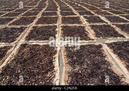 Essiccamento della vaniglia Bourbon dal Madagascar Foto Stock