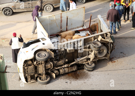 Camion che trasportano gli ovini si blocca Foto Stock