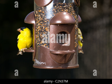 Di colore giallo brillante cardellino mangiare dall'apertura in un moderno bird feeder con molto buio fuori fuoco sfondo Foto Stock