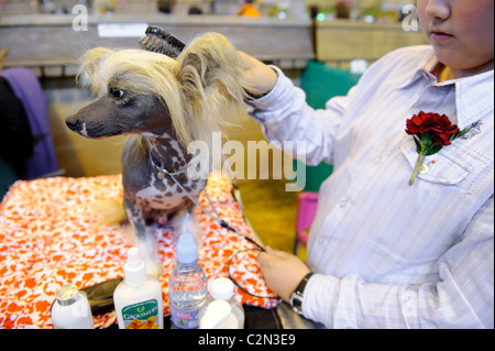 Atmosfera al terzo giorno del cane annuale mostra 'Crufts" tenutasi a Birmingham NEC Arena, 13 marzo 2010. Foto Stock